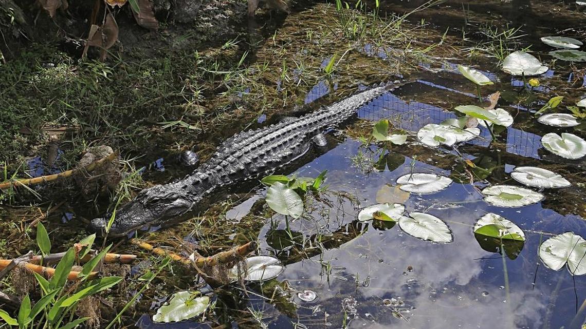Nobody ever said that saving the Everglades would be easy. Or quick.