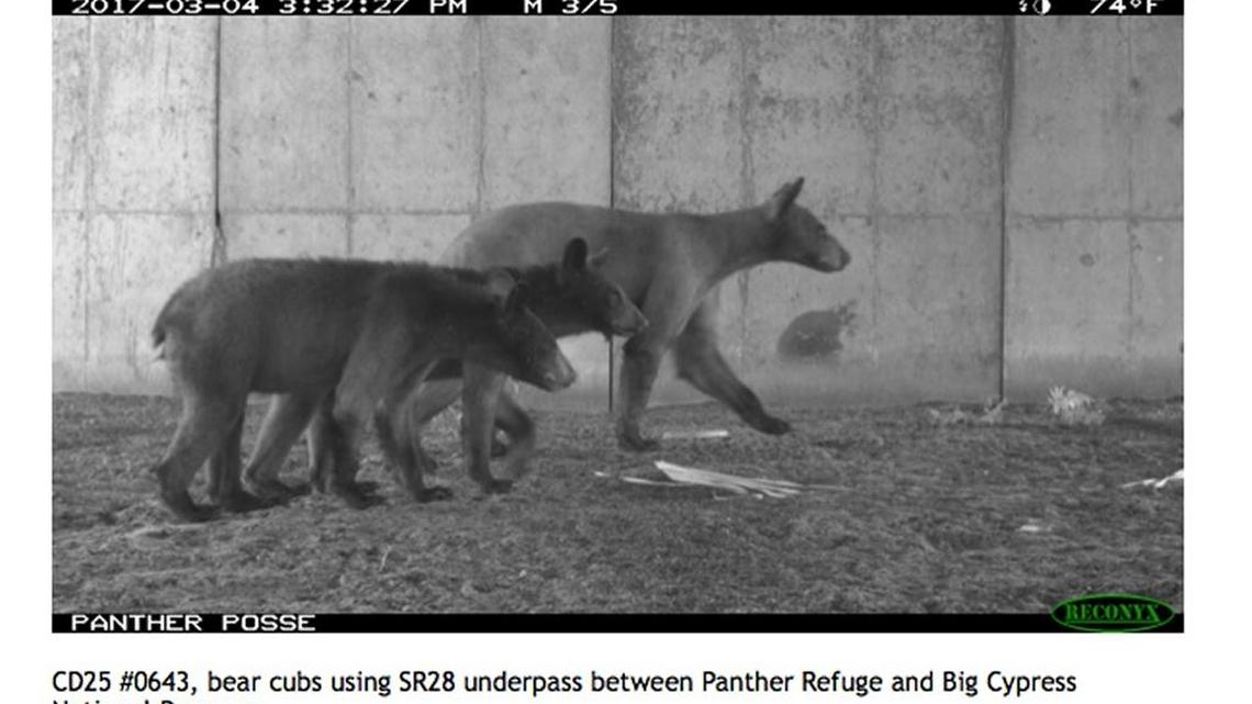 Carnage on Florida highways: Let’s save wildlife with technology