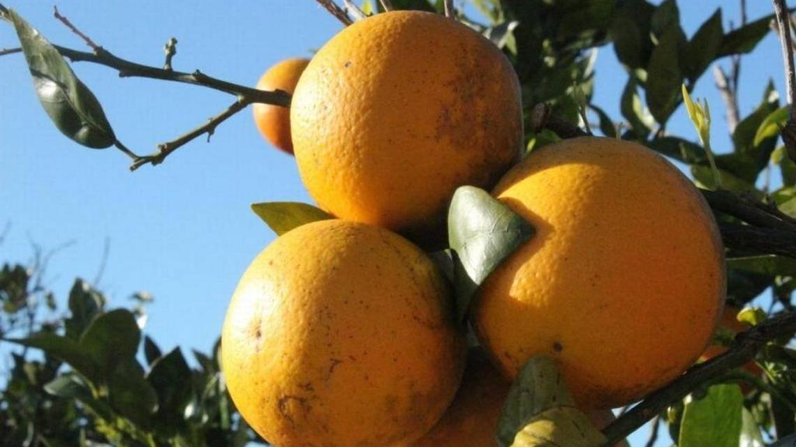 Farm City Week: Manatee County’s agricultural heritage