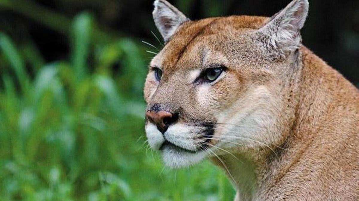 The Florida panther