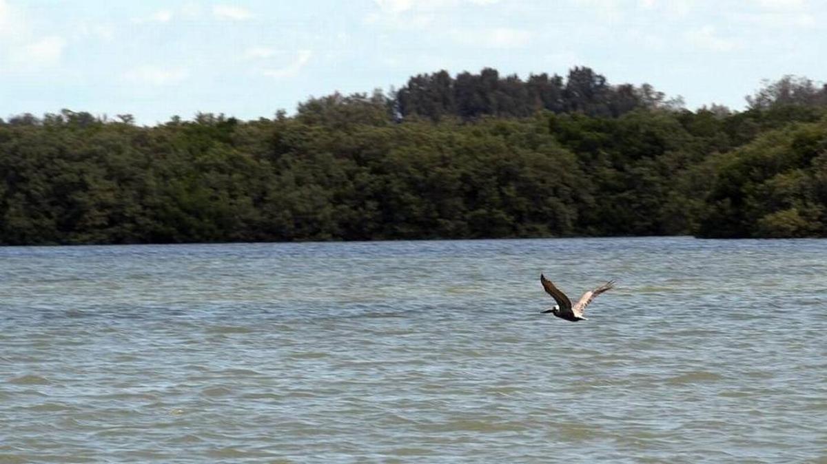 Administrative Law Judge D. R. Alexander has recommended that the state move forward with issuing Long Bar Pointe LLLP a mitigation bank permit near the Aqua by the Bay site.