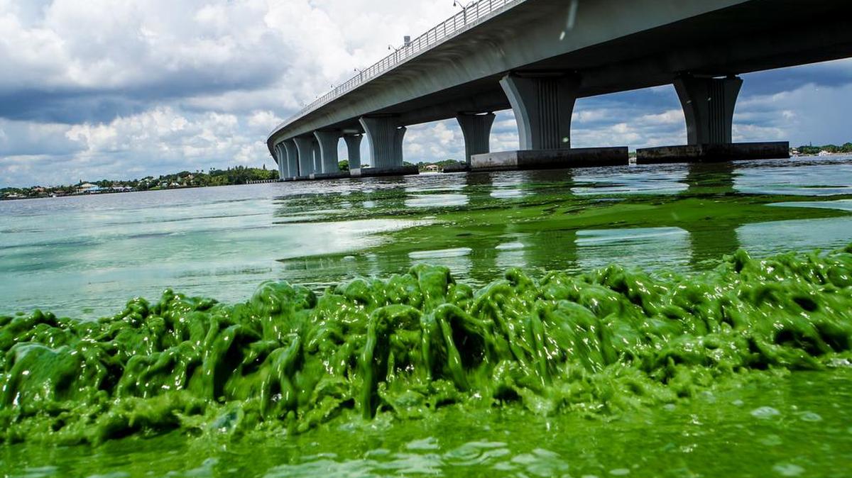 Water full of algae laps along the Sewell’s Point shore on the St. Lucie River under an Ocean Boulevard bridge on June 27.