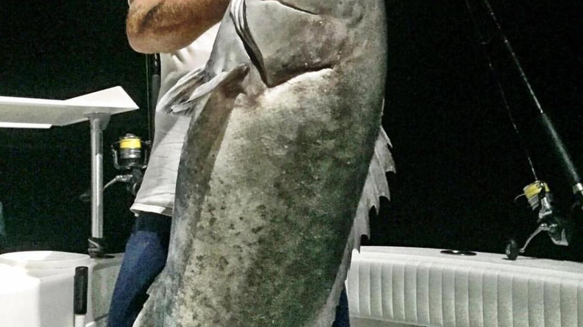 The nearly world record gag grouper was caught by the fishing team Haulin’ Grass.