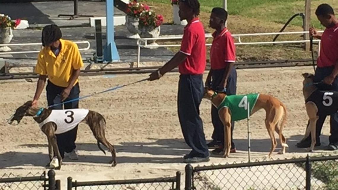 Greyhounds are lined up before a race on Dec. 10, 2015, at the Sarasota Kennel Club track.