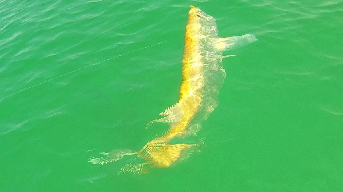 The rare golden tarpon landed by angler Will Chapman while fishing with Capt. Patrick Dineen swims away.
