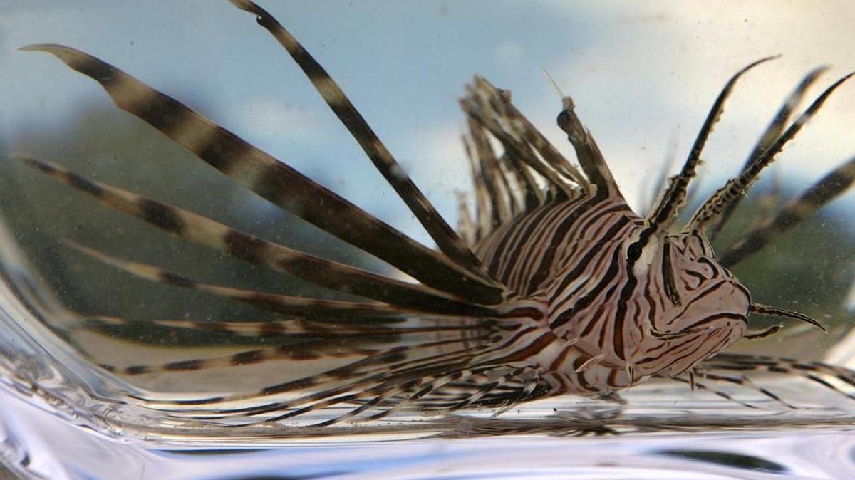 A lionfish Kevin Lausman caught while scuba diving off Anna Maria Island Thursday sits in one of the family's crystal bowls.