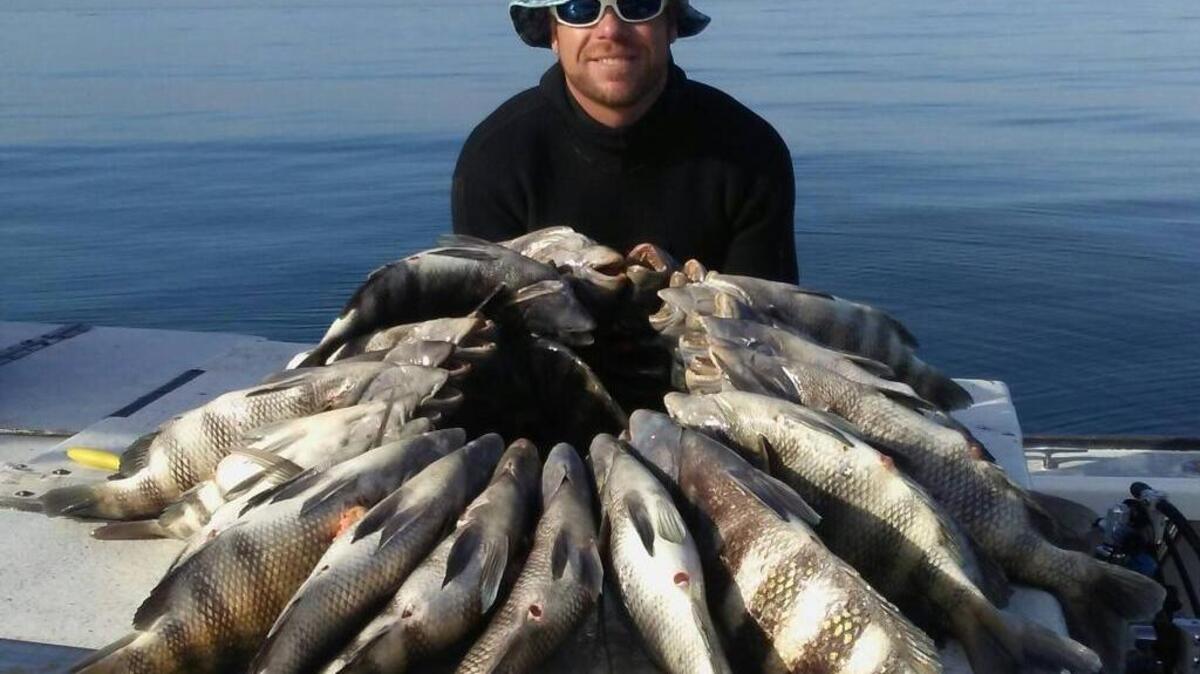 Richie Zacker poses with the 29 sheepshead he shot while commercial spearfishing a rockpile in 30 feet of water in Tampa Bay earlier this month.