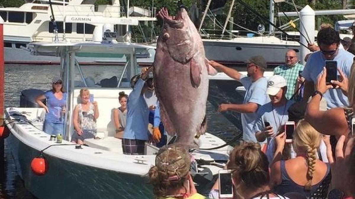 The 347-pound Warsaw grouper landed by team Jumbo Shrimp (Capt. Paul Christie) is offloaded during last year’s weigh-in period for the annual Crosthwait Memorial Fishing Tournament. Helped by the catch, Christie’s team repeated as champions of the offshore division.