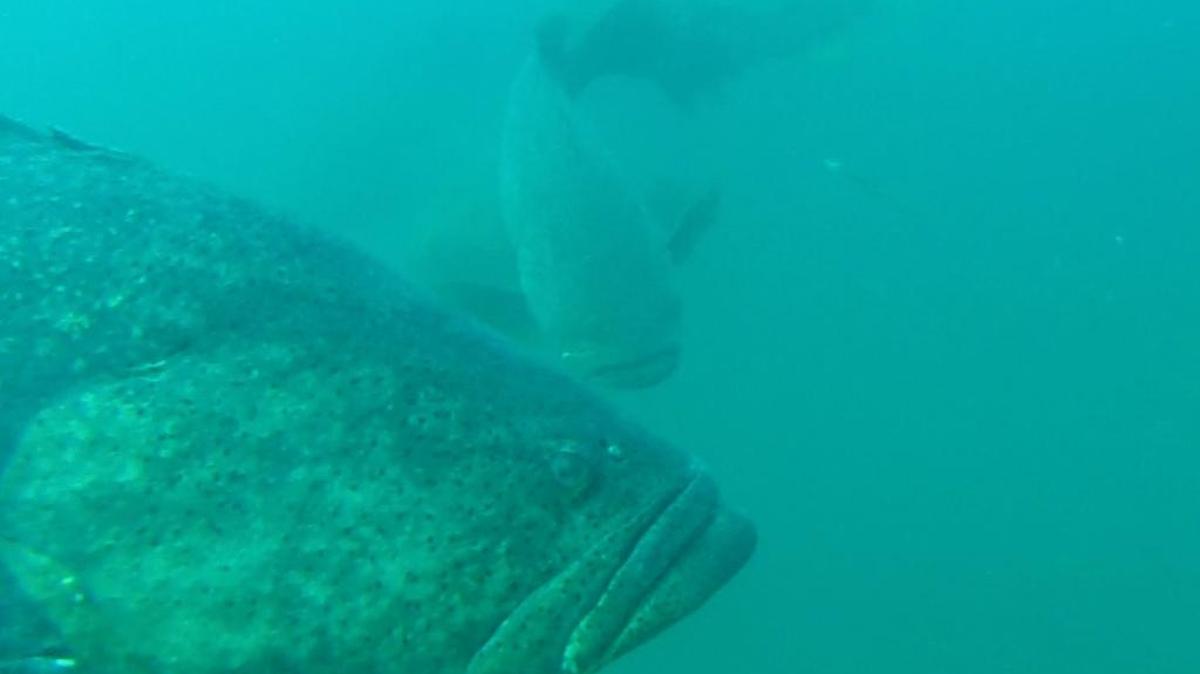 Goliath grouper lurk offshore in search of prey in this still from a GoPro video camera lowered under the surface.