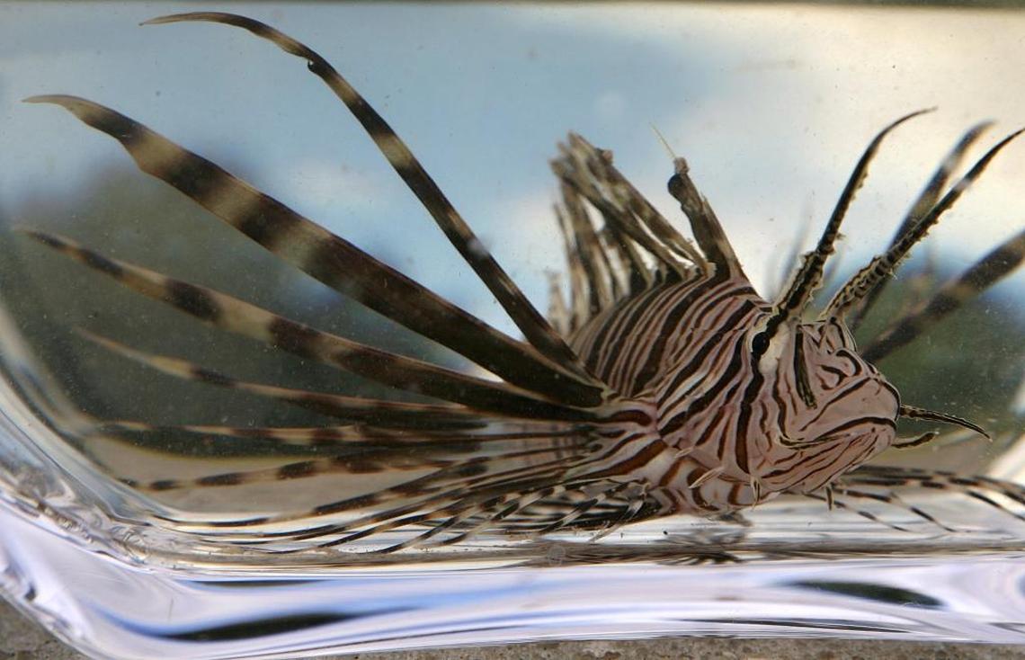 Two species of lionfish (Pterois volitans and Pterois miles) are the first reported non-native marine fish to become established in the Atlantic Ocean, according to University of Florida.