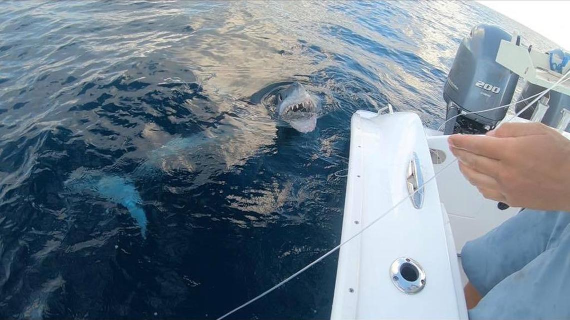 A mako shark visited three anglers fishing offshore in the Gulf of Mexico and smiled for the camera.