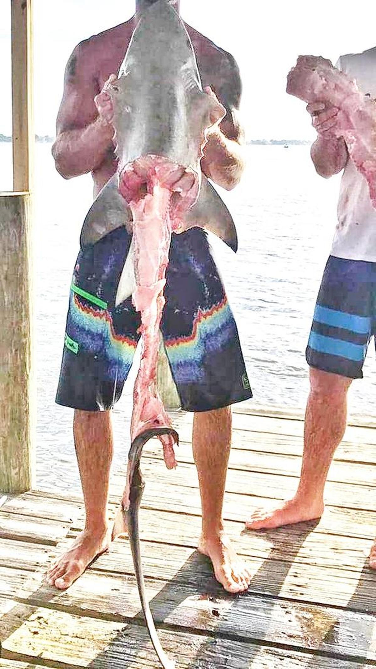 A group of Gulf Coast men who messaged Mark the Shark Quartiano video of a shark being dragged behind a boat also sent this image, allegedly showing its mangled body afterwards.
