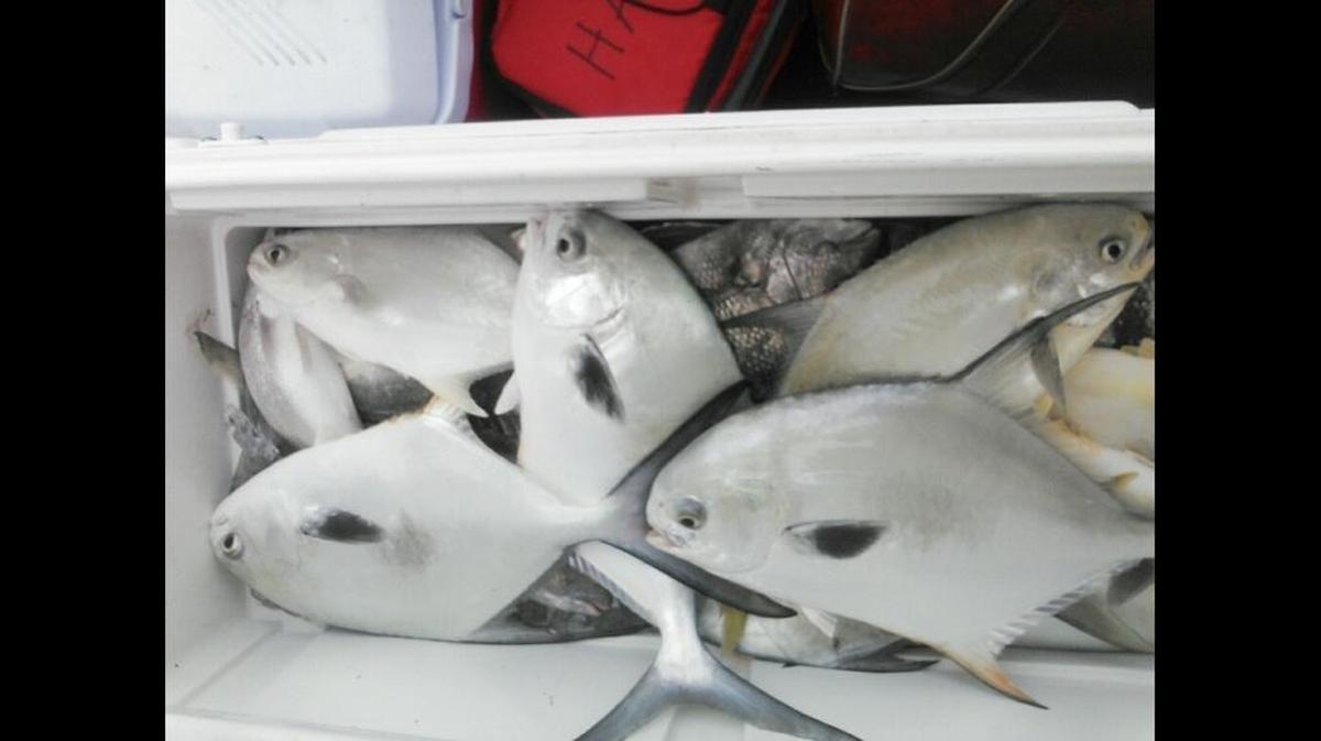 A cooler of permit, pompano and sheepshead caught by anglers fishing with Capt. Todd Romine.