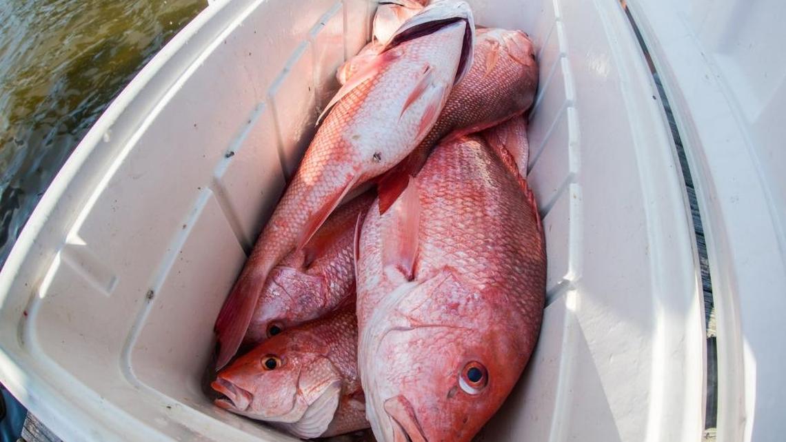Red snappers caught in Gulf of Mexico waters off Florida’s west coast.
