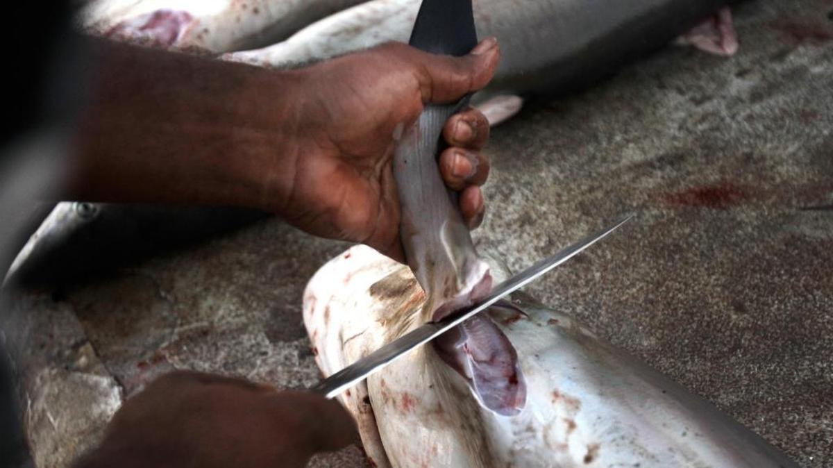 A worker cuts a shark fin at a fish market in Dubai, United Arab Emirates, in 2012. Shark researchers David Shiffman and Robert Hueter say that shutting down its system of sustainable shark fisheries could prompt less regulated fisheries to step in to fill the void. Environmentalists and animal advocates have long blamed the soup for the decline of some shark species.