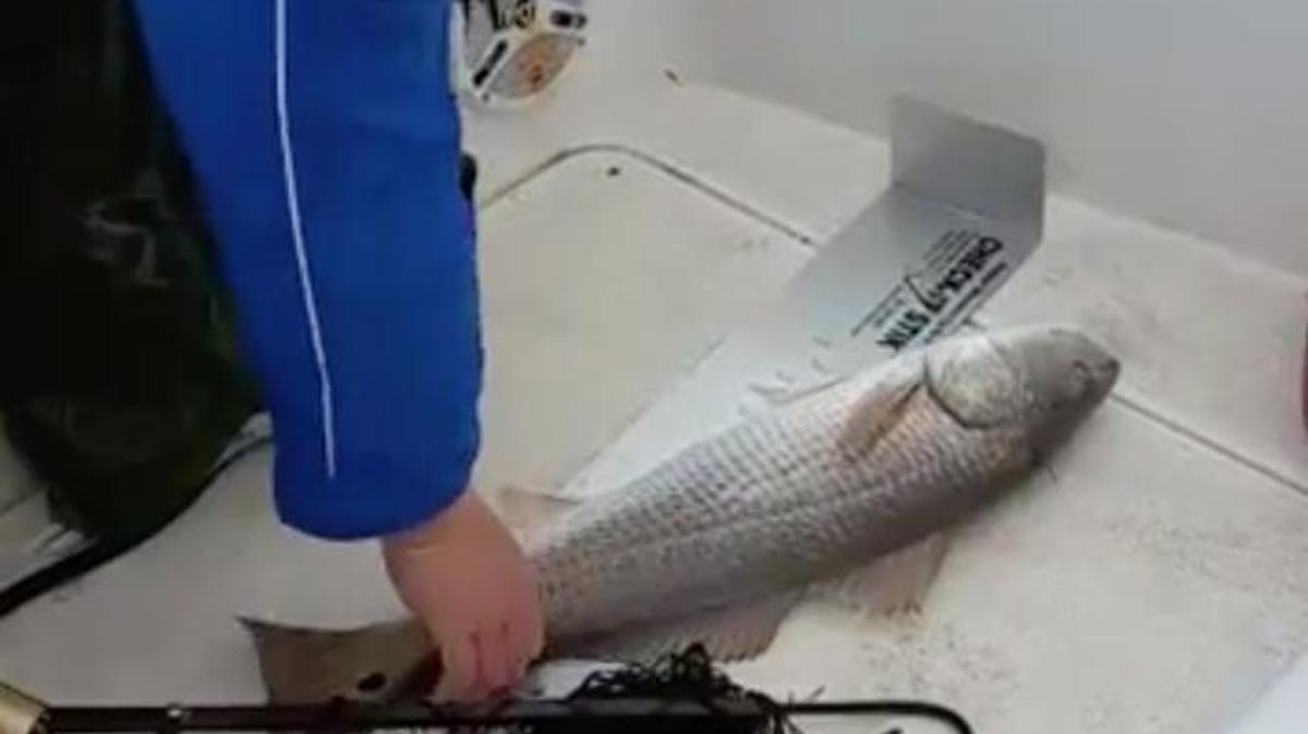 Brian Visnovec measures and weighs one of his winning redfish during the Florida Pro Redfish Series One Man Tournament on Tampa Bay Saturday.