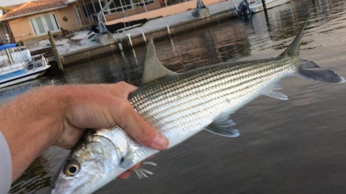 A bonefish caught by Capt. Will Osborne in December 2016 near the Coral Shores area of the intercoastal waterway.
