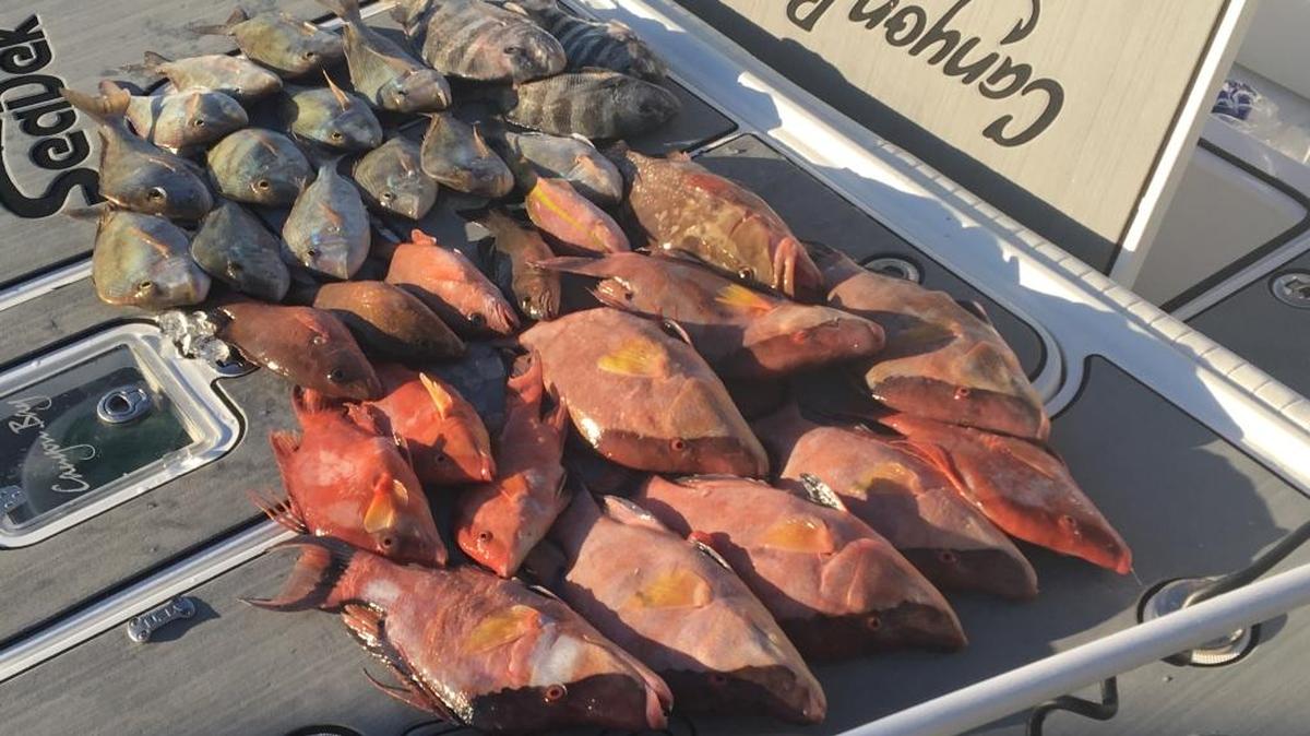 The day’s catch while fishing with Geoff Szymanski on the 24-foot Canyon Bay.
