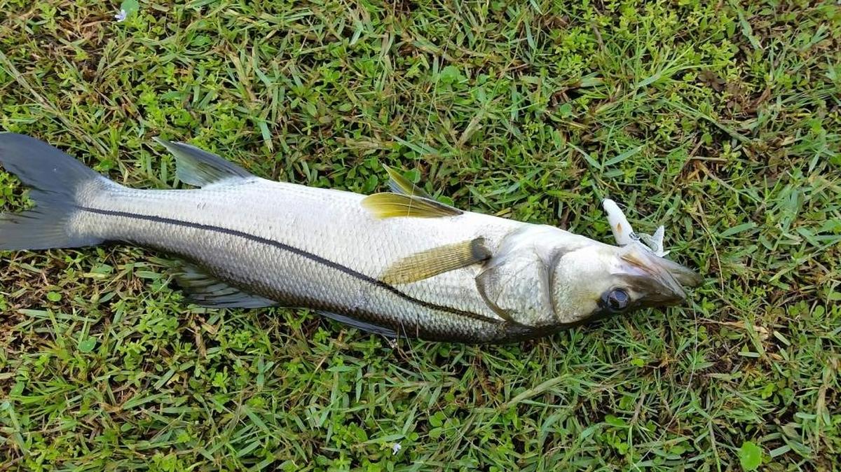 A snook is one of the fish Capt. Craig Lahr caught while fishing during Hurricane Hermine this past week.