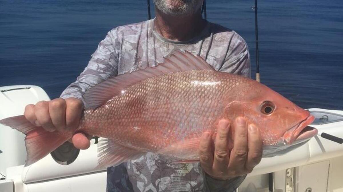 Michael Prunier holds a 20-inch red snapper he caught while fishing offshore in the Gulf of Mexico in September. Red snapper are being found in unprecedented numbers in shallow water in the Gulf this year.