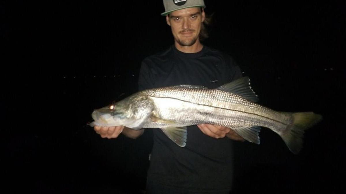 When snook season opened Friday, Daniel Sullivan made the drive from Tampa to Siesta Key and reeled in a 31-inch lunker for his dinner table.